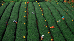 <b>同时规范茶叶鲜叶许诺达标及格证办理？及时措</b>